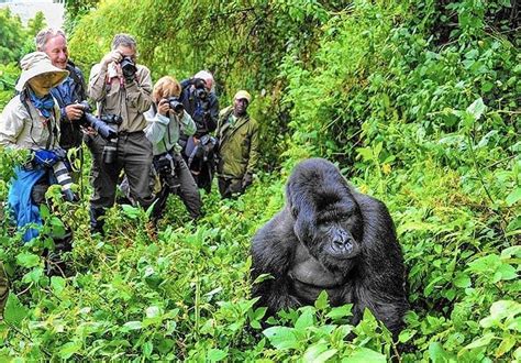 Gorilla Trekking in Uganda - Uganda Safaris | Gorilla Trekking | Gorilla Tours in Uganda ...