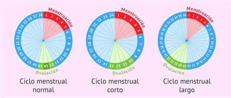 Tipos de ciclos menstruales