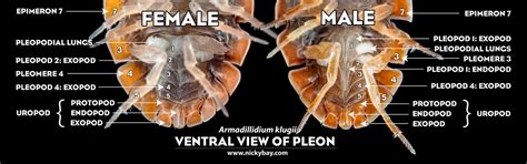 Isopod Anatomy and Biology - Isopod Site