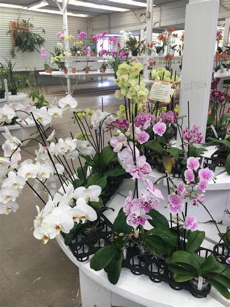 Husband took me on a surprise visit to orchid nursery yesterday ...