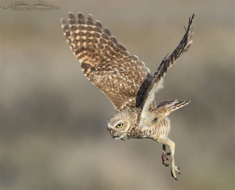 Morning Spent at a Burrowing Owl Burrow - On The Wing Photography