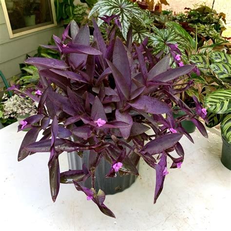 Tradescantia pallida 'Purple Heart' | Etsy | Purple heart plant, Purple ...