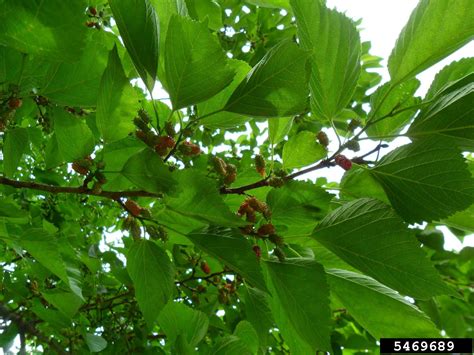 red mulberry (Morus rubra)