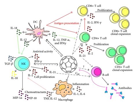 What is the Difference Between Professional and Non-professional Antigen Presenting Cells ...