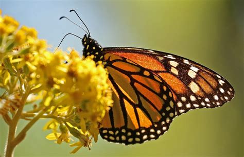 Monarch Butterfly Migration: Mexico’s Top Natural Wonder