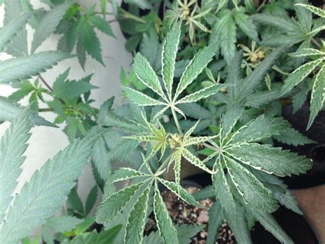 Problems with leaf curling inwards. HELP!!! | THCFarmer - Cannabis ...