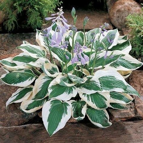 20 Varieties Rare Hosta Plant Seeds, 100pcs/pack – GreenSeedGarden