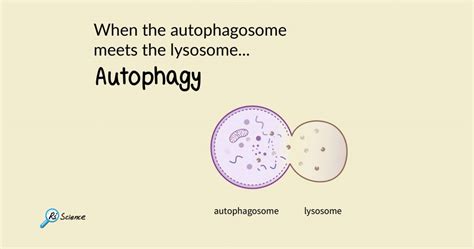 The Function of the Autophagosome and Endosome - Rs' Science