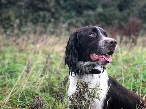 Gundog Training Assessment | Springer Spaniels & Cocker Spaniels