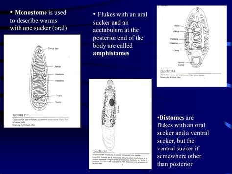 PPT - Chapter 15 - Trematoda: Classification and Form and Function of Digeneans PowerPoint ...