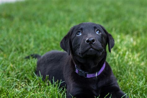 Summer Sale! Beautiful Female Black Lab Puppy– Placed – Puppy Steps Training