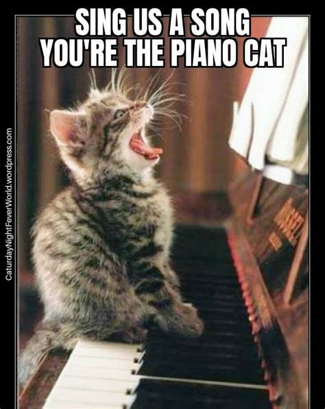 piano cat - Meme subido por Memeism :) Memedroid