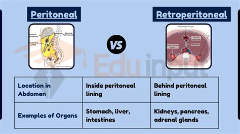 Intraperitoneal And Retroperitoneal Organs