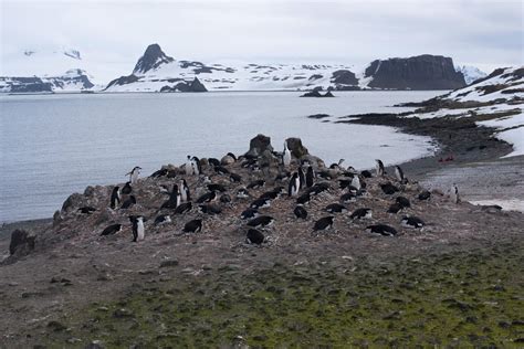 Climate change impacts Antarctic biodiversity habitat | Habitats, Climate change, Biodiversity