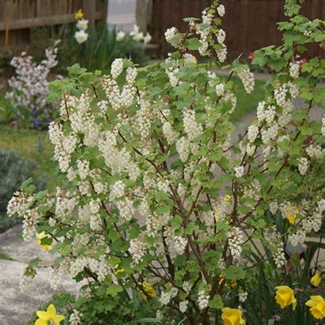 Ribes 'Elkington's White' Flowering Currant Deciduous Shrub Hardy | Hardy plants, California ...