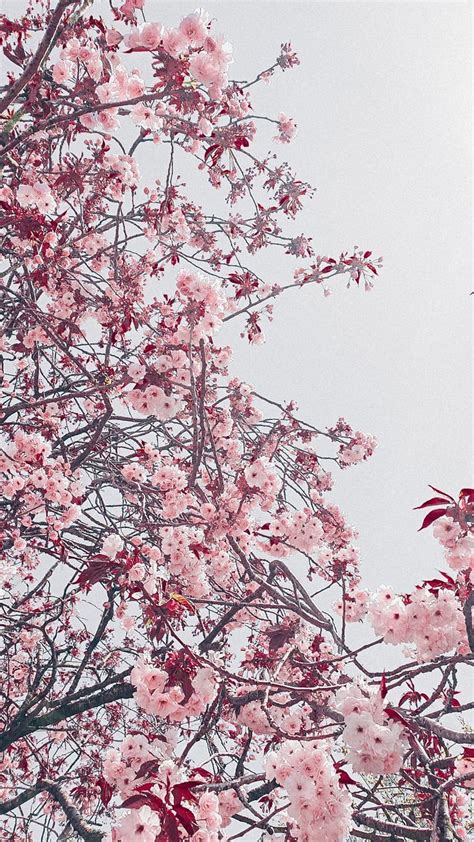 Cherry blossom aesthetic gray pink sakura, pink tree japan aesthetic HD phone wallpaper | Pxfuel