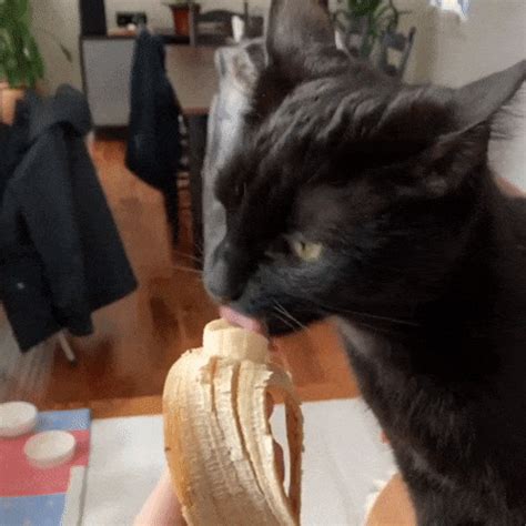 Did You Know That Cats Eat Bananas?