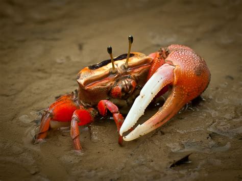 How To Keep Fiddler Crabs Alive - Punchtechnique6