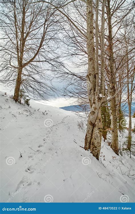 Beech forest stock photo. Image of sunlight, cold, outdoors - 48473522