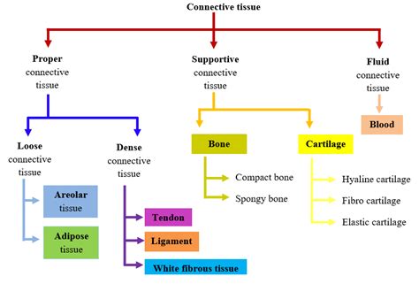 Connective Tissue - W3schools