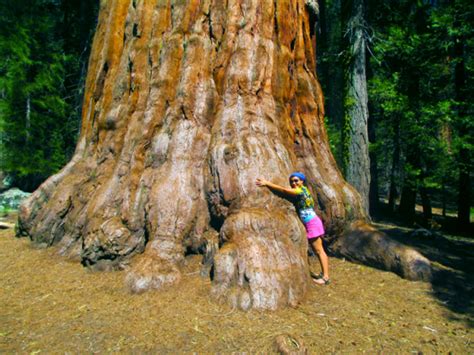 Sequoia National Park: Finding Resilience in the Forest - Trail And ...