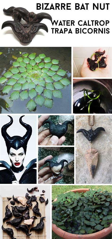 Water Caltrop Chestnuts #caltrop #devilspod #batnut | Rare flowers, Backyard plants, Unusual flowers