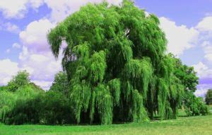 Willow Tree – Meaning and Symbolism