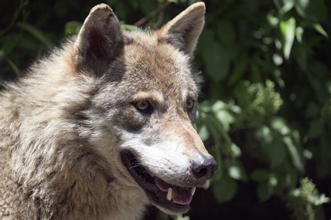 Free Images : wildlife, fauna, vertebrate, focused, intelligent, european wolf, alpha male, dog ...