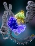 DNA_Repair_stock - BMED Report