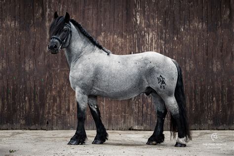 The rare Pfalz-Ardenner horse — Breed Portrait by The Pixel Nomad