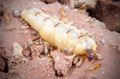 Termite Queen’s Role, Appearance, Size, & Lifespan | EcoGuard