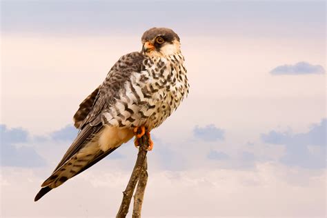 Small Bird of Prey perched on sticks image - Free stock photo - Public Domain photo - CC0 Images