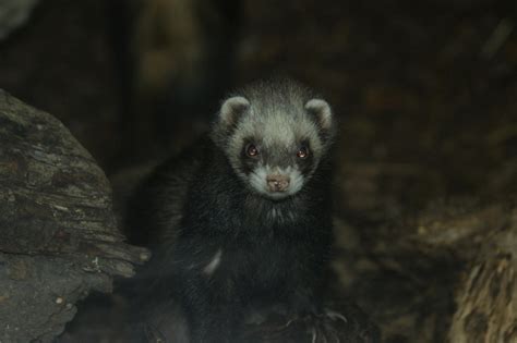 Polecat by TheDevilsHaircut on DeviantArt