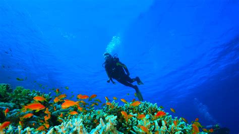 Marine Museum Lakshadweep - History, Location, Timings, Timings ...