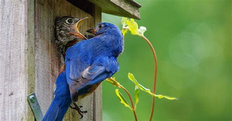 Eastern Bluebird Nesting (Behavior, Eggs, Location + FAQs) | Birdfact