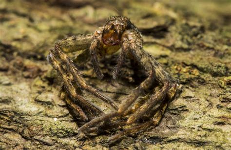 Goliath Bird-Eating Spider (Theraphosa Blondi) | about animals