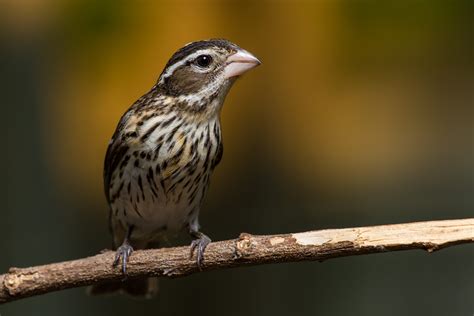 Rose-Breasted Grosbeak (Female) | Lexington, KY - Birds and Blooms