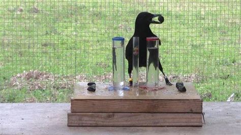 Crows solve Aesop’s puzzle