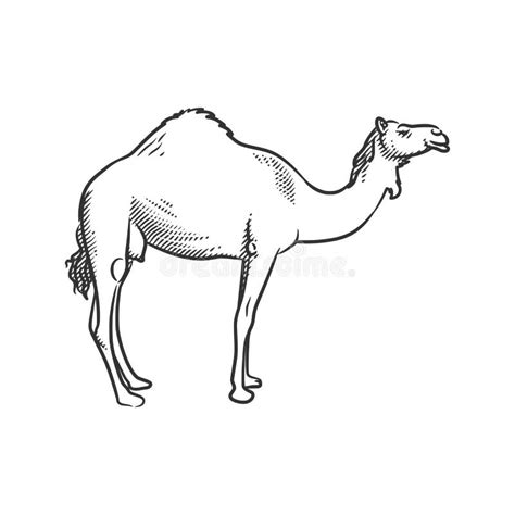 Camel Line Art Black and White Illustration Stock Vector - Illustration ...