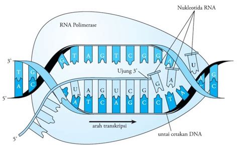 Pengertian Transkripsi DNA – Ilmu Pengetahuan Dasar