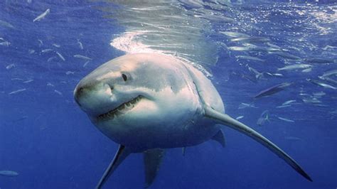 Australia's Great White Sharks Always Go Home to Breed | Fox News