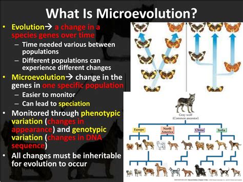 PPT - Microevolution Ch. 20 PowerPoint Presentation, free download - ID:2820558