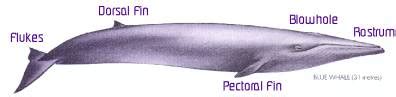 What is a Cetacean