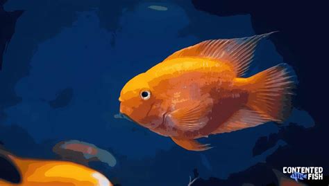 Blood Parrot Cichlid (Hybrid) Species Guide