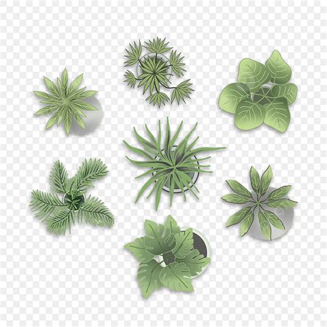 Top View Plant PNG, Vector, PSD, and Clipart With Transparent Background for Free Download | Pngtree