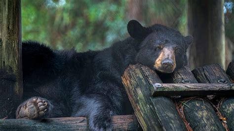 Busch Wildlife Sanctuary rising in Jupiter Farms, prepares for animals