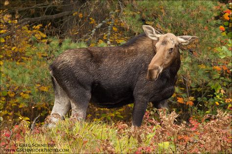 Photo :: Cow Moose looking back