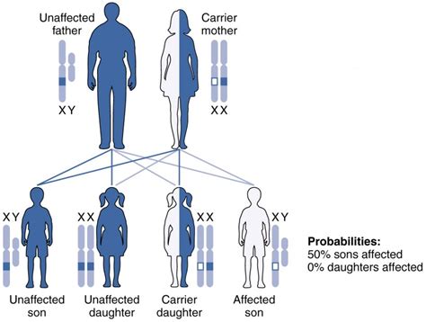 Patterns of Inheritance | Anatomy and Physiology II