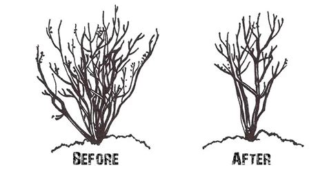 Pruning Crape Myrtle Trees Correctly - Tree Clipart Free