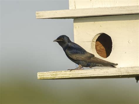 Purple Martin Nesting (Behavior, Eggs, Location + FAQs) | Birdfact